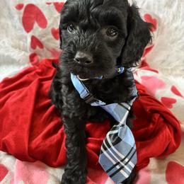 Blizzard - Black male Cockapoo puppy in Adrian, Oregon from ApplebyFarm