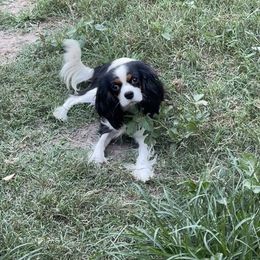 Laurel - Cavalier King Charles Spaniel