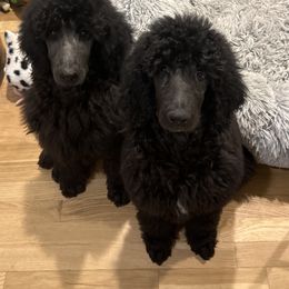 Poodle Puppies from Beyond the Standard