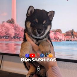 SAKURA - Black and tan female Shiba Inu puppy in Minnesota from BonsaiShibas