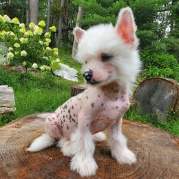 Ponty - White and chocolate male Chinese Crested puppy in Union City, New Jersey from Marina Konstantinova's Cresteds