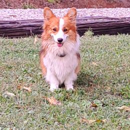 Pickles - Pembroke Welsh Corgi