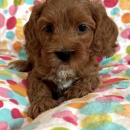 Girl 1 - female Cockapoo puppy in Roseville, California from Darby Park Doodles