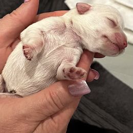 Miniature Schnauzer Puppies from The schnauzer Shack