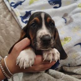 Sarge - Black brown and white male Basset Hound puppy in Newton Grove, North Carolina from MGA Basset Hound