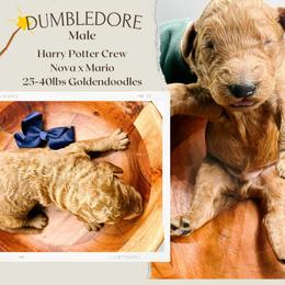 Dumbledore - Red  male Goldendoodle puppy in Hilton, New York from The House of Goldendoodle