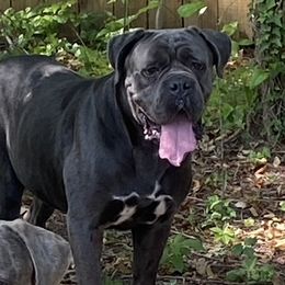 Thor - Cane Corso