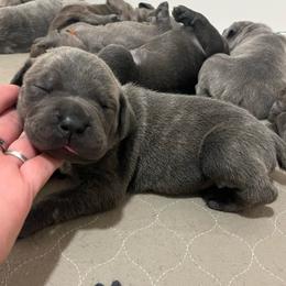 Spanky-yellow - Brindle male Companion Cross puppy in Calimesa, California from BoujeePoodlesofsocal