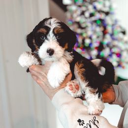Blessed - Tri-color female Bernedoodle puppy in Jackson, Missouri from Pincksten Family Doodles