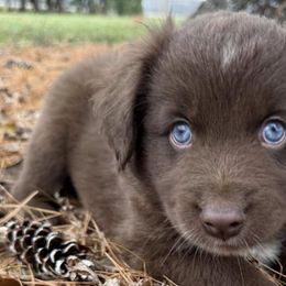 Miniature Australian Shepherds from County Rd Mini Aussies