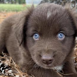 Miniature Australian Shepherds from County Rd Mini Aussies