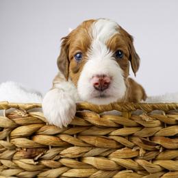 Pinky (light pink collar) - Sable female Bernedoodle puppy in Lehi, Utah from Heart J Bernedoodles