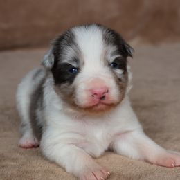 Keon - Brown Collar - AKC - Slate merle male Border Collie puppy in Courtland, Alabama from C Bar C Ranch Border Collies