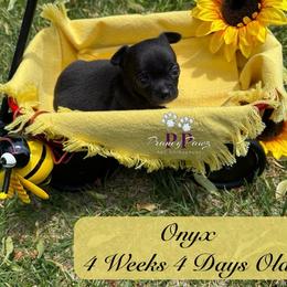 AKC Onyx - Black and white male Chihuahua puppy in Columbus, Nebraska from Prancy Pawz