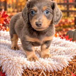 Casper - Gray (blue) and tan male Dachshund puppy in Fultonville, New York from Sandy Aussies, Mini Dachshunds & Pomeranians