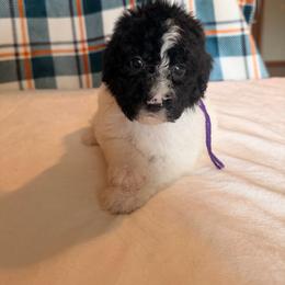 Dorothy - Parti female Poodle puppy in Luana, Iowa from Country View Bernedoodles and Goldendoodles