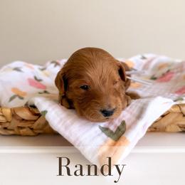 Randy - Red  male Goldendoodle puppy in Melba, Idaho from KZ Doodles