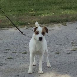 Echo - Jack Russell Terrier