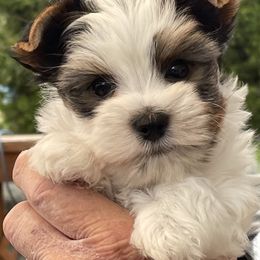 Yorkshire Terrier Puppies from Sport Yorkie