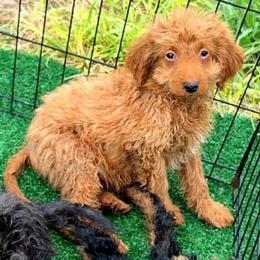 Girl 1 - Apricot female Goldendoodle puppy in Holly, Colorado from Vida’s Loving Doodles