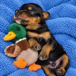 Lavit - Black and tan male Cavapoo puppy in Lebanon, Kentucky from Mosaic Merle Doodles
