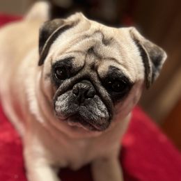 Pixie - Pug