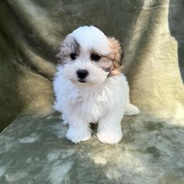 Archie - Brown and white male Shichon puppy in Onawa, Iowa from Parico Puppies