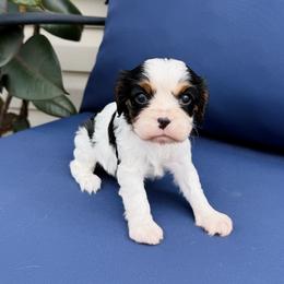 Cavalier King Charles Spaniel Puppies from Haven Farms Cavaliers