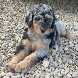 Girl 1 - Blue merle Aussiedoodle puppy in Missouri from Double K Farms