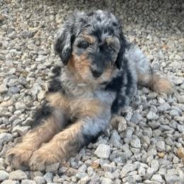 Girl 1 - Blue merle Aussiedoodle puppy in Missouri from Double K Farms