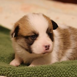 Boy 3 - Pembroke Welsh Corgi puppy in Karnack, Texas from Sureshot Corgis