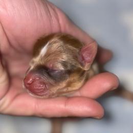 Pretzel - Chocolate male Chihuahua puppy in Franklin, North Carolina from A&J Cutie Pawtooties