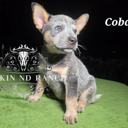 Cobalt - Blue male Australian Cattle Dog puppy in Silsbee, Texas from Rockin ND Ranch
