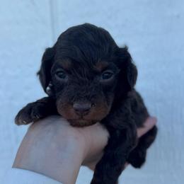 Hershey - Chocolate male Cavapoo puppy in Ville Platte, Louisiana from The Barkery