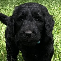 Lilliandil - Black Goldendoodle puppy in Kansas City, Missouri from Beary GoldenDoodles