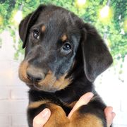 Bumbleberry - Black and rust male Beauceron puppy in Seattle, Washington from SilverStruck Kennels