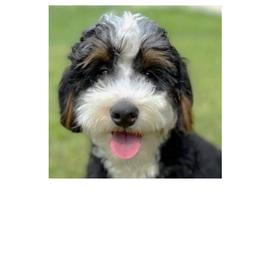 Birdie - Bernedoodle