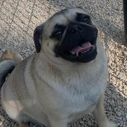 Pugs from Braidi's Pugs