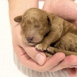 Bobby - Red  male Goldendoodle puppy in Huntington, Utah from Krispydoodle