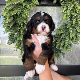 Goldie - Tri-color female Bernedoodle puppy in Spanish Fork, Utah from K Brand Doodles
