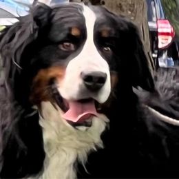 Ella - Bernese Mountain Dog