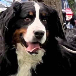Ella - Bernese Mountain Dog