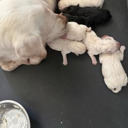 Boy 3 - Yellow male Labrador Retriever puppy in Isanti, Minnesota from Four Corners Family Labs