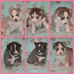 Siberian Husky Puppies from Spalla Pups