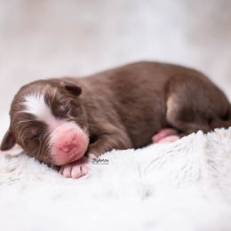 Kazooie - Red tri-color male Australian Shepherd puppy in Woodford, Virginia from Skyborne Australian Shepherds