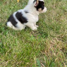 Jasper - Black and tan male Pembroke Welsh Corgi puppy in Aberdeen, Washington from Coastal country Farms