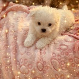 Shichon and Shih Tzu Puppies from Angie’s Teddy Bear Puppies Minnesota