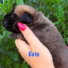 Evie - Fawn female Bullmastiff puppy in San Antonio, Texas from Blushing Dawn Bullmastiffs