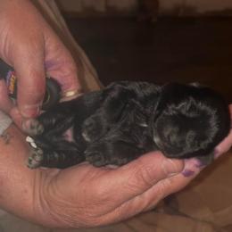 Black girl - Black female Miniature Schnauzer puppy in Hickory Grove, South Carolina from Oopsie Doodles