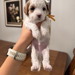 Baylee Male Yellow Collar - Blenheim male Cavapoo puppy in Pleasant Grove, Utah from Destination Doodles
